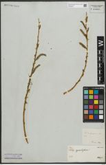Foto von Salix purpurea L.